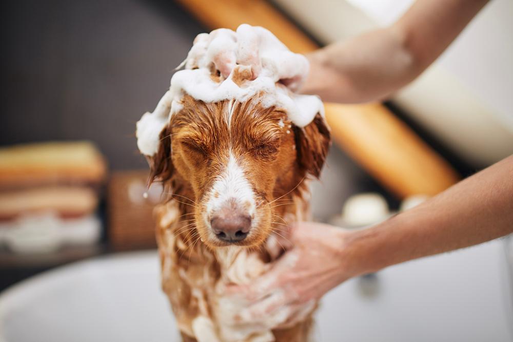 lavage chien brun