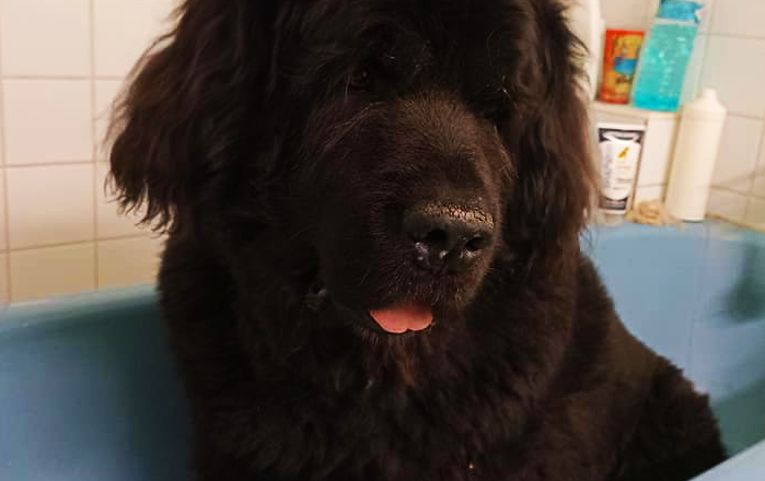 bain chien noir