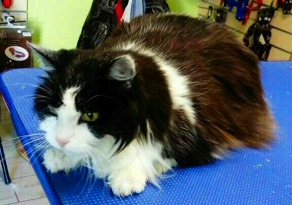 chat bicolore