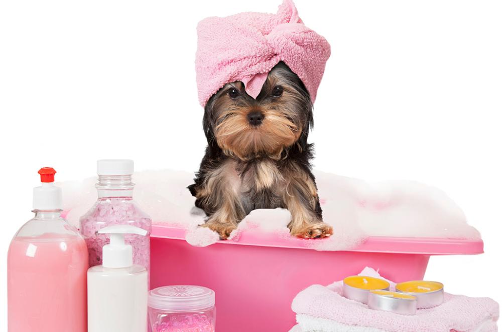 yorkshire dans un bain